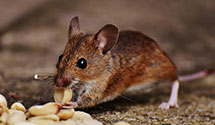 24 Hour & Emergency Exterminators in Tom, OK
